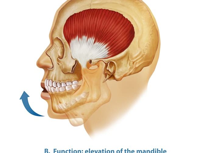all-medical-illustrations-for-you all-medical-illustrations-for-you