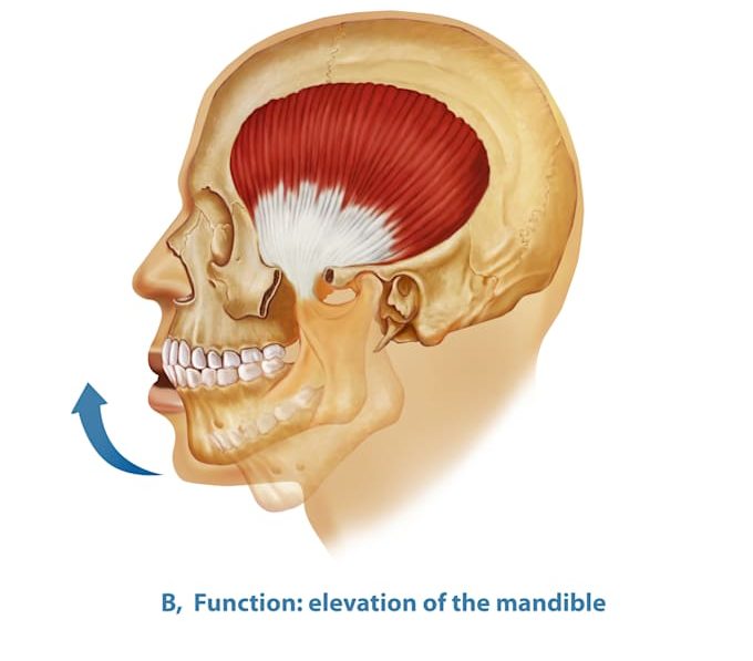 all-medical-illustrations-for-you