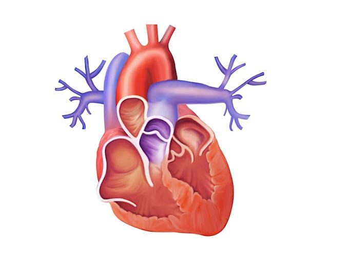 do-medical-and-scientific-illustrations do-medical-and-scientific-illustrations