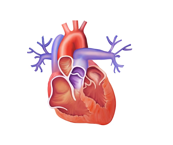 do-medical-and-scientific-illustrations
